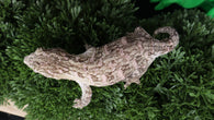 LB514- 100% Het. Melanistic Leachianus
