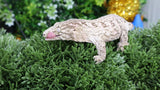 LB514- 100% Het. Melanistic Leachianus