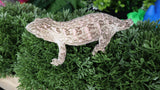 LB514- 100% Het. Melanistic Leachianus