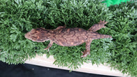LB513- High Color Melanistic Leachianus