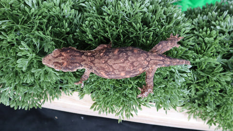 LB513- High Color Melanistic Leachianus