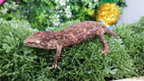 LB513- High Color Melanistic Leachianus