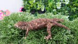 LB513- High Color Melanistic Leachianus