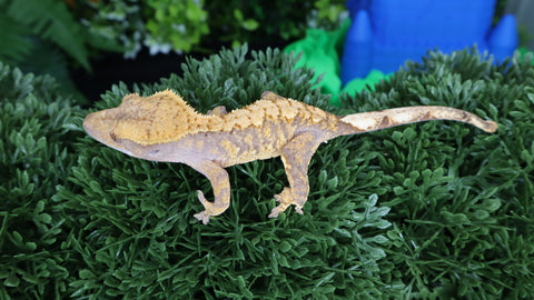Baby High-End Crested Gecko Trio