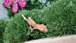 Assorted Baby Pinstripe Crested Gecko