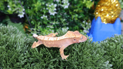 "Normal" Baby Crested Geckos