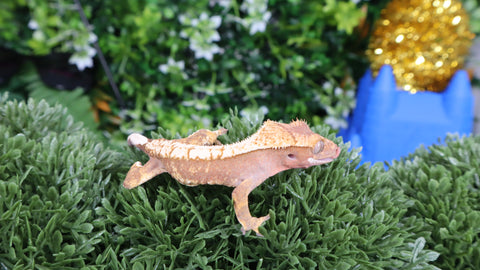 "Normal" Baby Crested Geckos