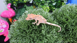 Baby Premium Crested Gecko