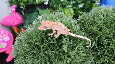 Baby Premium Crested Gecko