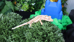 Baby Deluxe Crested Gecko