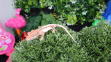 Baby Deluxe Crested Gecko