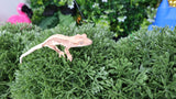 Baby Premium Crested Gecko