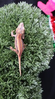 Baby Striped Gargoyle Gecko
