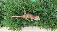 Baby Blotched Gargoyle Gecko