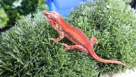 Baby Premium Striped Gargoyle Gecko