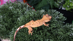 Baby Super Dalmation Crested Gecko Trio