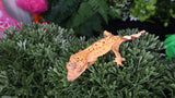 Baby Super Dalmation Crested Gecko Trio