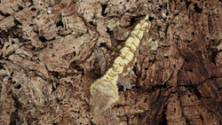 CG289- RTB Drippy Extreme Harlequin Crested Gecko