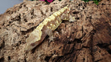 CG289- RTB Drippy Extreme Harlequin Crested Gecko