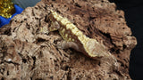 CG289- RTB Drippy Extreme Harlequin Crested Gecko