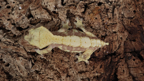 CG285- Red Tricolor Extreme Harlequin Crested Gecko