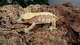 CG285- Red Tricolor Extreme Harlequin Crested Gecko