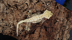 CG284- Drippy Extreme Harlequin Crested Gecko