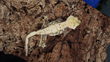CG284- Drippy Extreme Harlequin Crested Gecko
