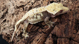 CG284- Drippy Extreme Harlequin Crested Gecko