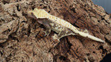 CG284- Drippy Extreme Harlequin Crested Gecko