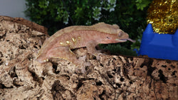 CG288- Red Patternless Porthole Crested Gecko