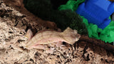 CG288- Red Patternless Porthole Crested Gecko