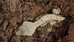 CG291- Highwhite Tricolor Crested Gecko