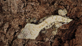 CG291- Highwhite Tricolor Crested Gecko