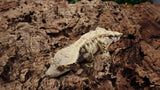 CG291- Highwhite Tricolor Crested Gecko