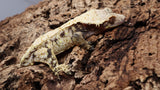 CG291- Highwhite Tricolor Crested Gecko