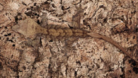 CG287- Charcoal Crested Gecko