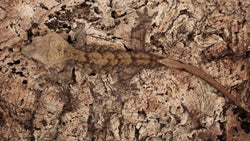 CG287- Charcoal Crested Gecko