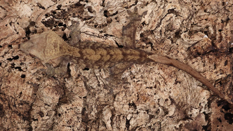 CG287- Charcoal Crested Gecko