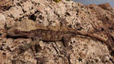 CG287- Charcoal Crested Gecko
