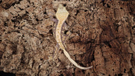 CG292- Extreme Harlequin Poss. Lavender Crested Gecko