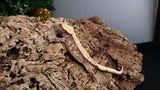 CG292- Extreme Harlequin Poss. Lavender Crested Gecko