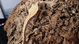 CG292- Extreme Harlequin Poss. Lavender Crested Gecko