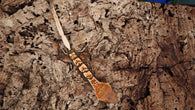 CG293- Tricolor Crested Gecko
