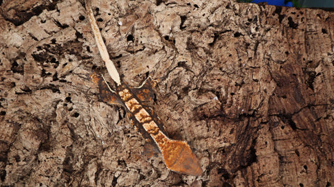 CG293- Tricolor Crested Gecko
