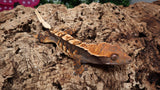 CG293- Tricolor Crested Gecko