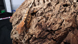 CG293- Tricolor Crested Gecko