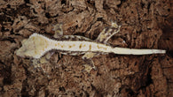 CG294- Tricolor Whitewall Crested Gecko