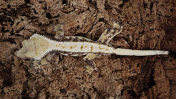 CG294- Tricolor Whitewall Crested Gecko