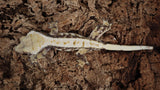 CG294- Tricolor Whitewall Crested Gecko